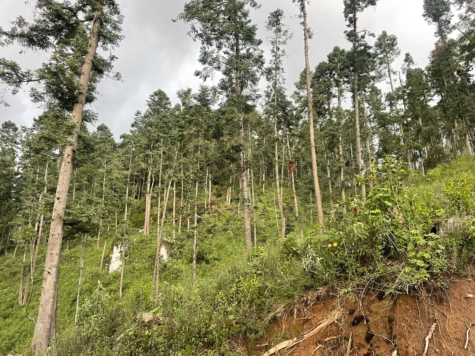 8 Hectáreas de Terreno en Rancho Capacho