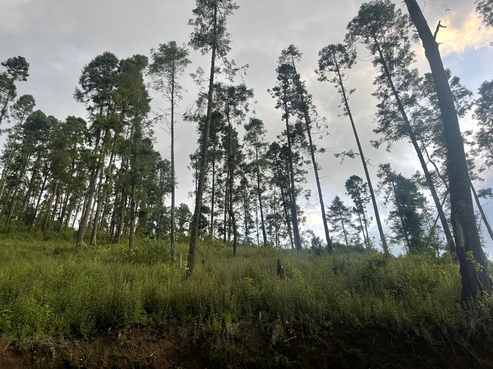 8 Hectáreas de Terreno en Rancho Capacho